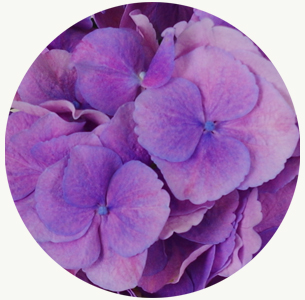 Гортензия фиолетовая