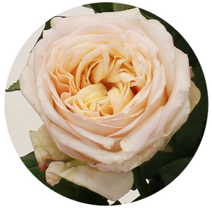 Роза Жерар персиковая (Gerard)