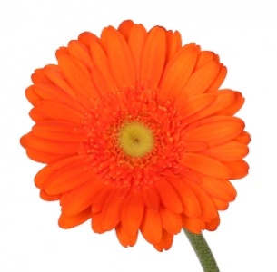 Гербера Мекс (Mexx)