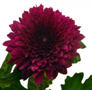 Хризантема одноголовая Барка лиловая (Barca lila)