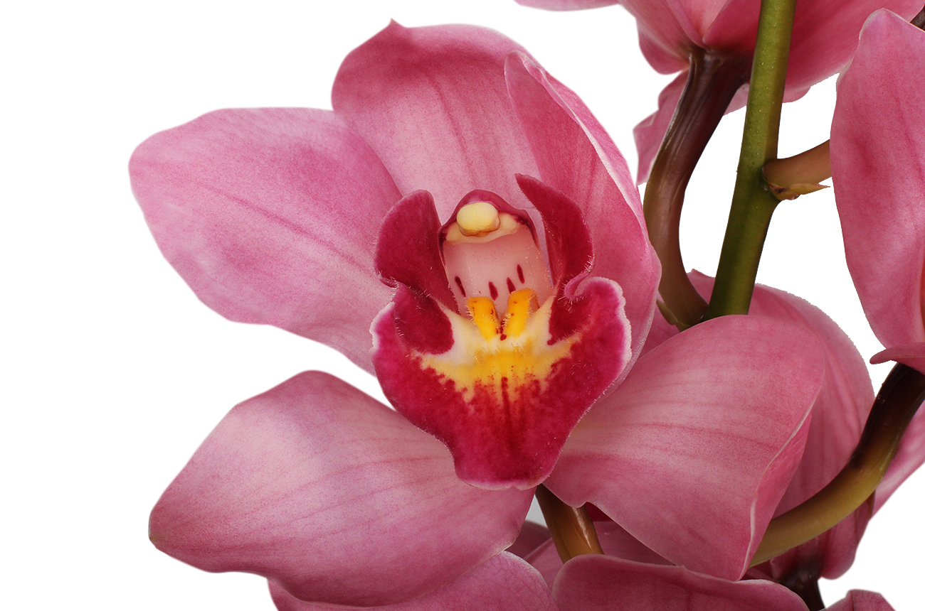 Орхидея Цимбидиум темно-розовая