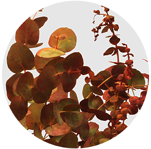 Эвкалипт Осенний микс