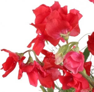 Латирус красный