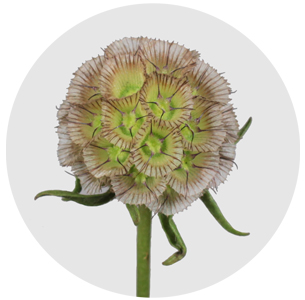 Скабиоза стеллата (Stellata)