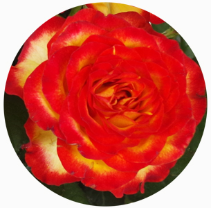 Роза Датч файер (Dutch Fire)