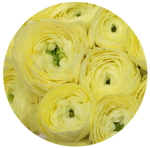 Ранункулус Клуни лимонный (Clooney Lemon)