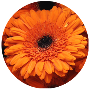 Гербера Амира (Amira)