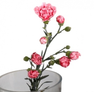 Гвоздика кустовая Скарлетт (Scarlette)