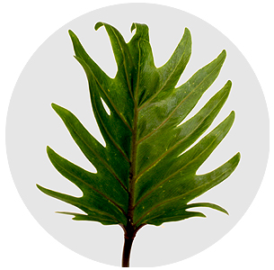 Филодендрон Ксанаду (Xanadu)