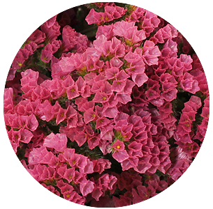 Статице Корал Уингз (Coral Wings)