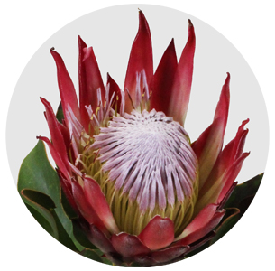 Протея Мадиба кинг ред (Madiba King Red)