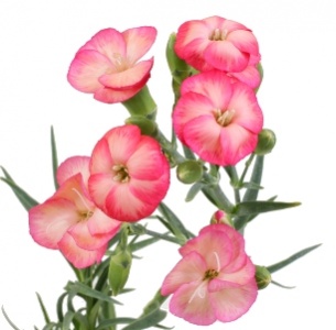 Гвоздика кустовая розовый микс