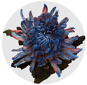 Хризантема одноголовая Антонов Базука крашеный (Antonov Bazooka)