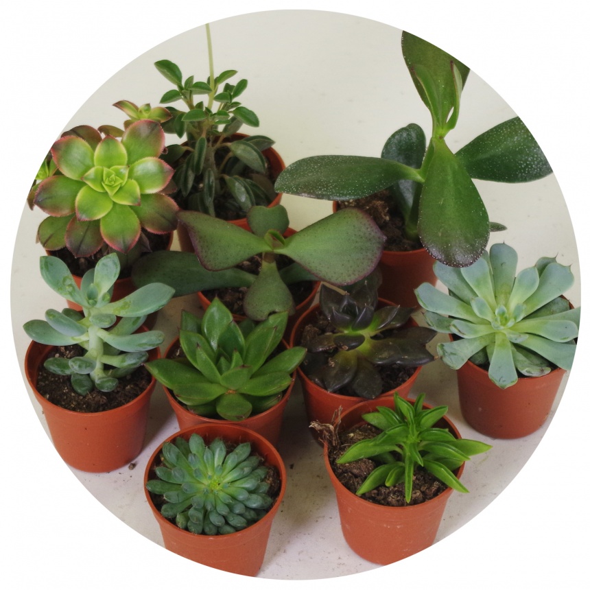 Эхеверия мини микс