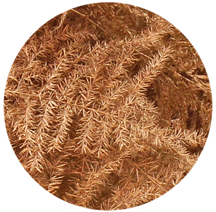 Аспарагус перистый крашеный медный (Asparagus plumosus painted copper)