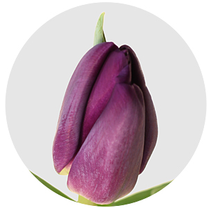 Тюльпан Буллит (Bullit)