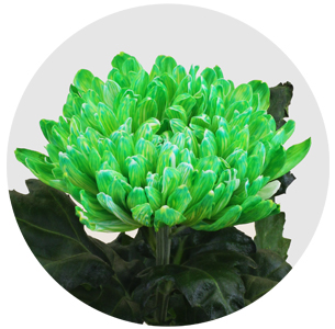 Хризантема одноголовая Антонов крашеный Минт (Antonov Mint)