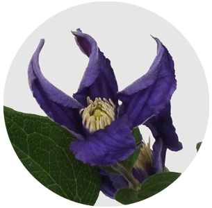 Клематис Блю пируэт (Clematis Blue Pirouette)