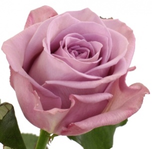 Роза Армандо (Armando)