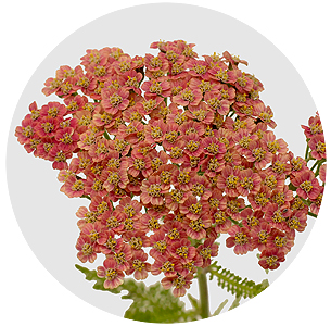 Ахиллея розовая (Achillea pink)