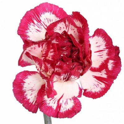 Гвоздика стандарт Ноблесс (Noblesse)