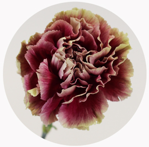 Гвоздика стандарт микс 6