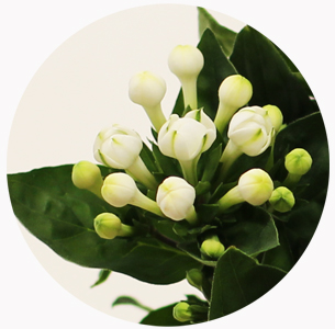 Бовардия белая