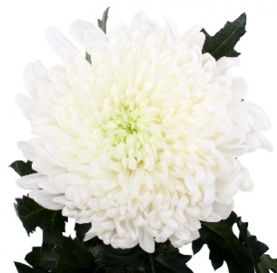 Хризантема одноголовая Эвелин белая (Eveline white)