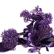 Скиммия крашеная фиолетовый металлик