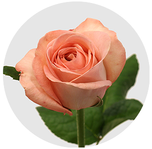 Роза Лондон ай (London Eye)