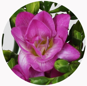 Фрезия Пёпл рэйн (Freesia Purple Rain)