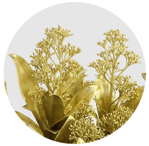 Скиммия крашеная золотая (Gold)