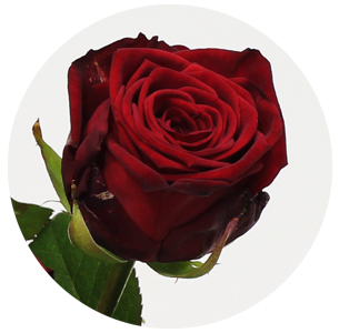 Роза Ред Наоми (Red Naomi)