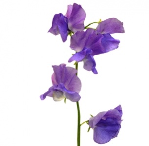 Латирус сиреневый