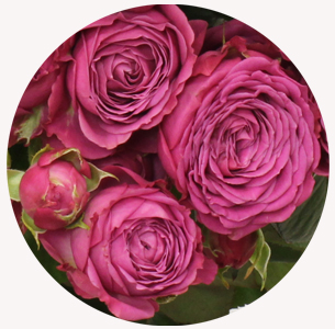 Роза кустовая Классик сенсешн  (Classic Sensation)