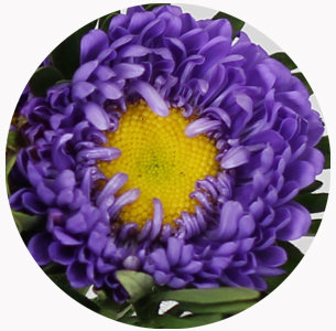 Астра китайская Каллистефус фиолетовая (Callistephus violet)