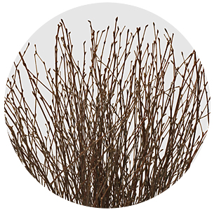 Берёза натуральная (Berken Naturel)