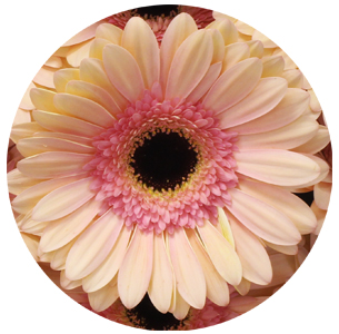 Гербера Альянс (Alliance)