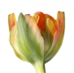 Тюльпан желто-оранжевый (yellow/orange)