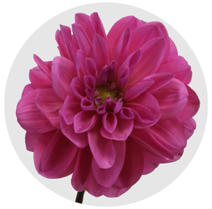 Георгина помпонная цикламеновая