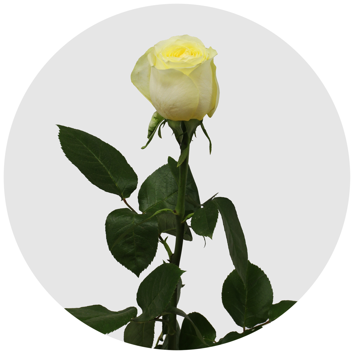 Роза Баттеркап (Buttercup)