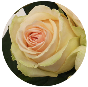 Роза Лавли Доломити (Lovely Dolomiti)