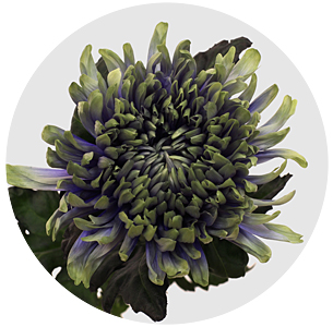 Хризантема одноголовая Антонов Пёпл Форст (Antonov Purple Forst)