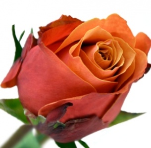 Роза Кахала (Kahala)