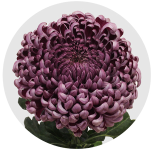 Хризантема одноголовая Бигуди пёпл (Bigoudi Purple XLS)