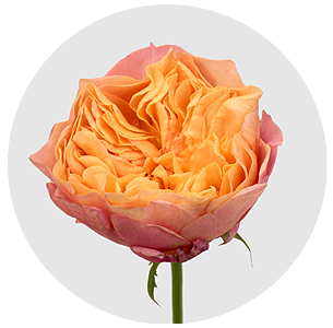 Роза Викториан сикрет (Victorian Secret) Роза Викториан сикрет (Victorian Secret)