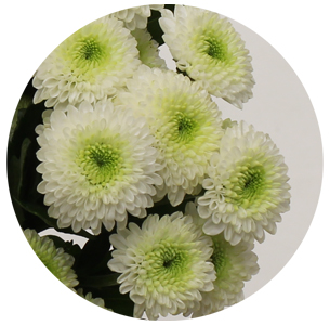 Хризантема кустовая Сантини Калимеро белая (Santini Calimero white)