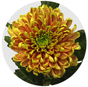 Хризантема одноголовая Россано Элизабет (Rossano Elizabeth)