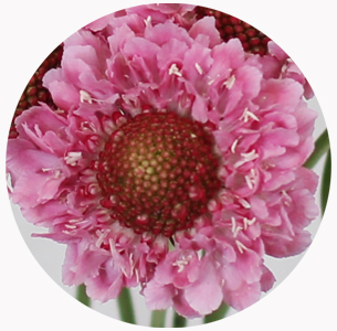 Скабиоза розовая скуп (Scabiosa Pink Marshmallow Scoop)