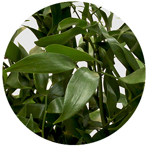 Рускус (Ruscus)